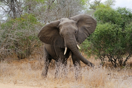 olifant dreigen.jpg