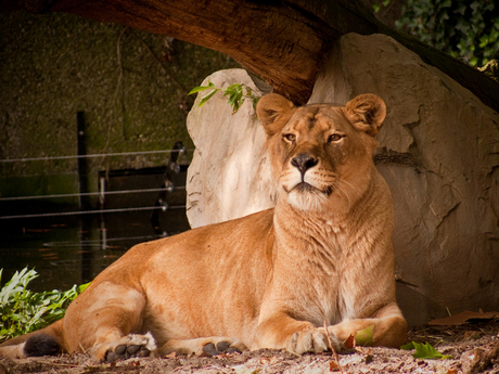 Leeuwin in Zoo van Antwerpen