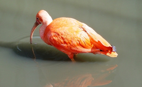 Ibis