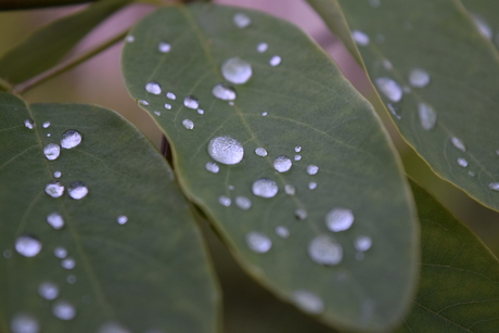 van de regen in de drup