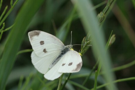 weer een witje