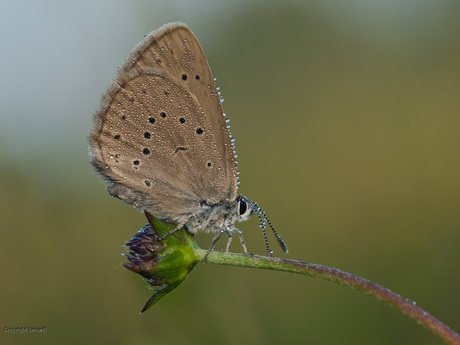 Pimpernelblauw in dauw nr.2