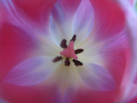 tulp