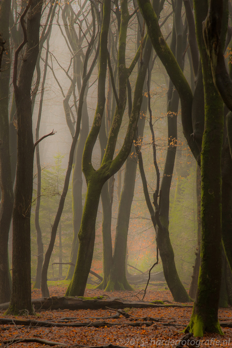 De ochtend ontwaakt in het bos