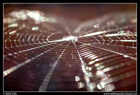 Spinneweb