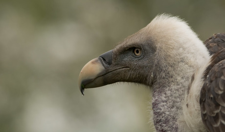 Avifauna - Ruppels Gier - DSC 5749 - Bewerkt in lightroom