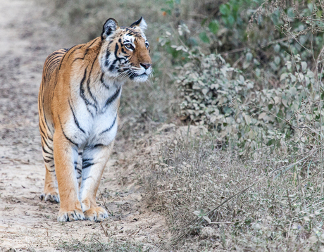 Tijger in Jim Corbett NP India