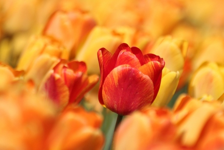 tulpen op zijn mooist