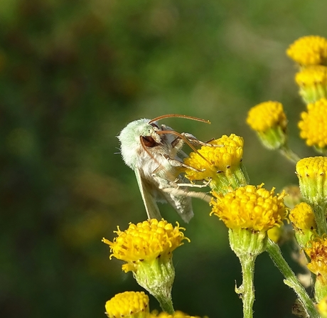 groene weide uil (Calamia tridens)