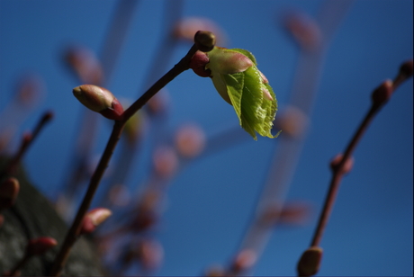 ontplooiende bloemknoppen 2