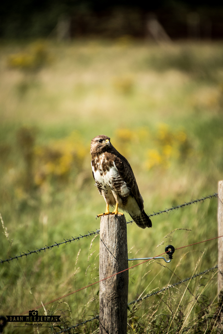 Buizerd op de uitkijk.