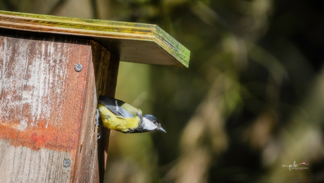 190318 - hutfotografie H8 (3. Natuur) - 0122-v1