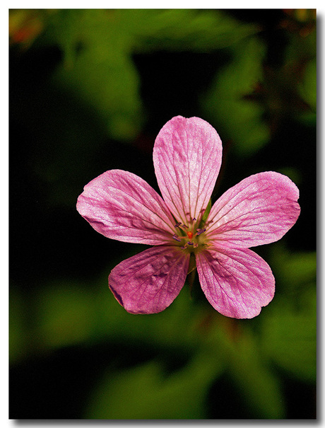 In mijn tuin