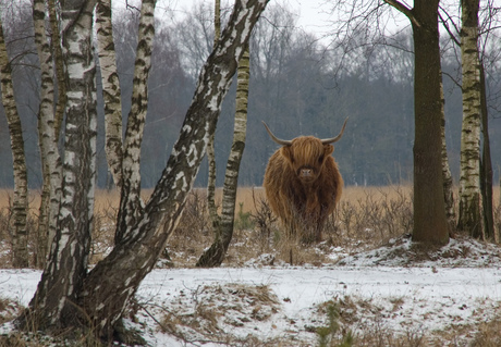 schotse hooglander