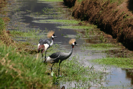 Grey Crowned Crane