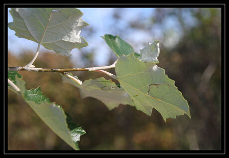 Silver leaves...