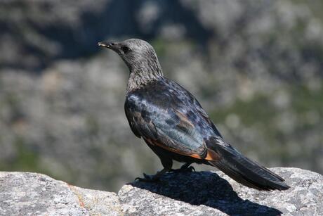 Tafelberg Zuid Afrika 040108