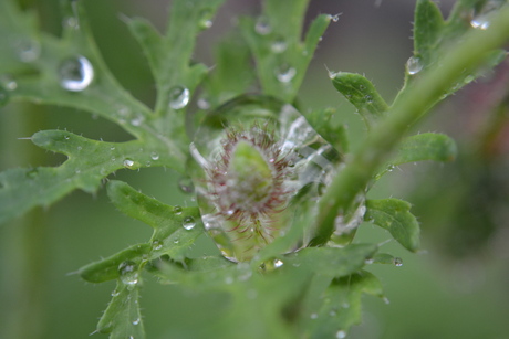 Na regen komt fotoplezier