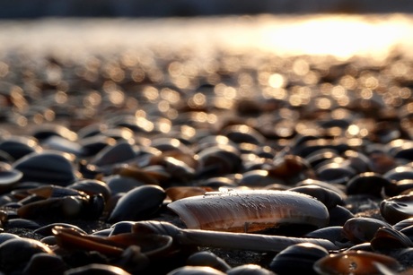 schelpen op strand