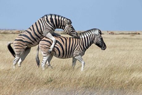Namibië: Zebras together