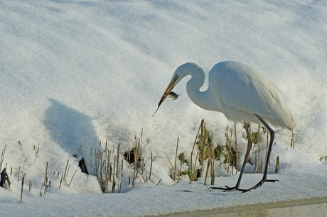 Zilverreiger met snoekje