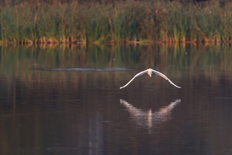 zilverreiger_3713x2475-6955