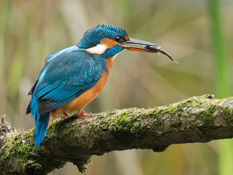 IJsvogel stilt haar honger.