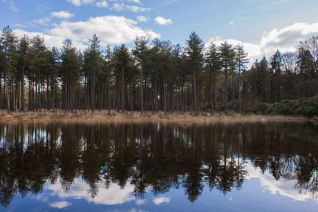 Kalmthoutse bos