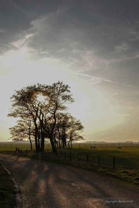 Zie de zon schijnt door de bomen