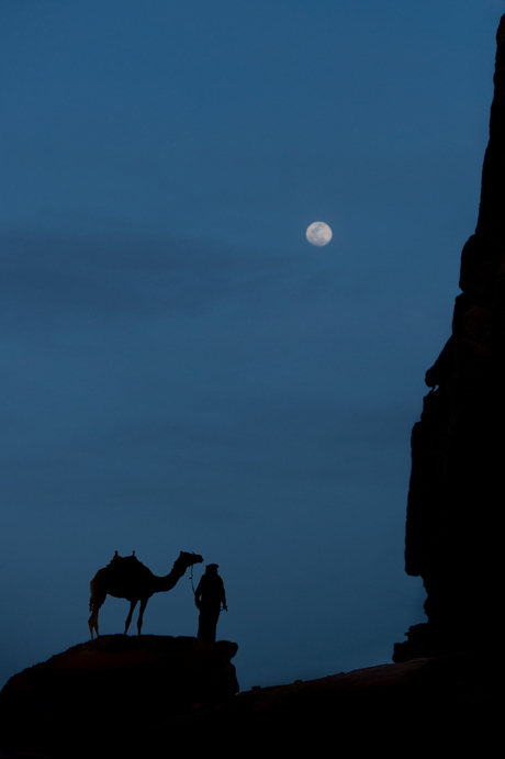kameel bij volle maan