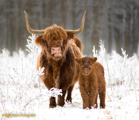 Schotse Hooglanders