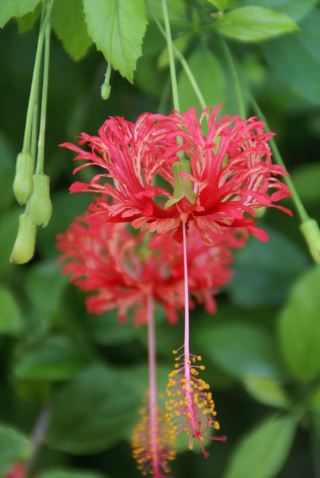 Tropical flowers