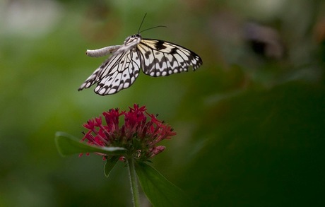 Vlinder in vlucht