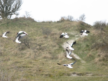 Schiermonnikoog