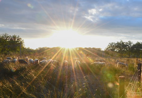 Heide-schapen