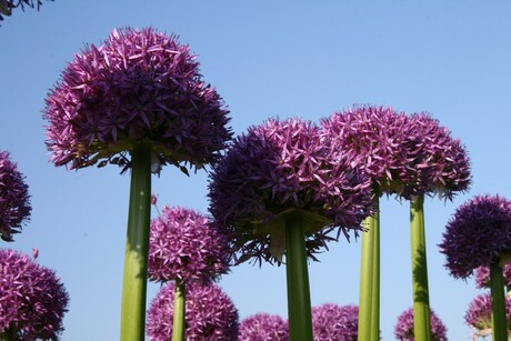 Allium