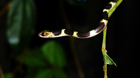 Malayan Bridle snake
