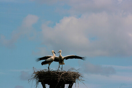 Uivers op hun nest