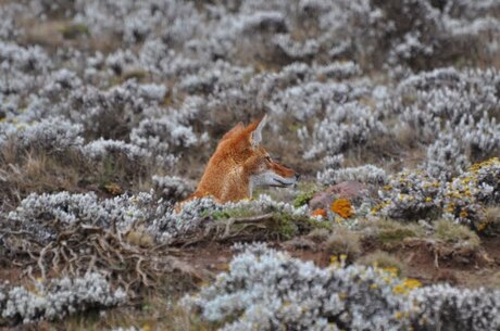 Ethiopische wolf