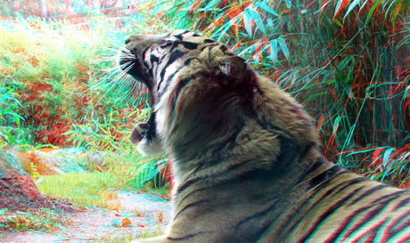 Tiger (Panthera tigris sumatrae) Blijdorp Zoo Rotterdam 3D