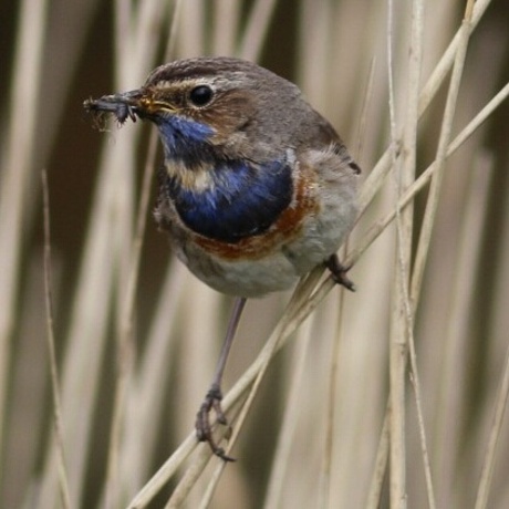 Blauwborstje