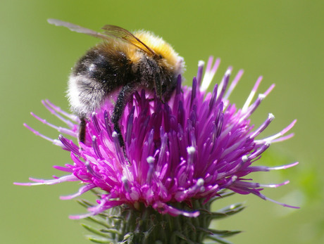 bloemetjes&bijtjes