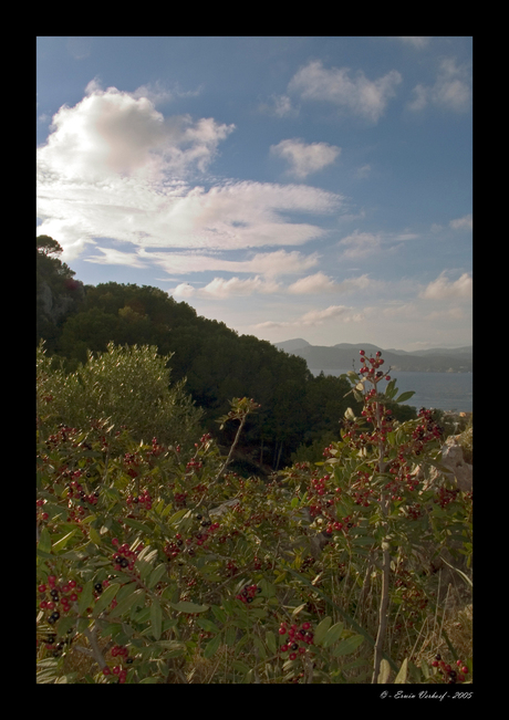 Bessenstruik boven Santa Ponsa