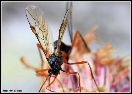 Sluipwesp (Ichneumonoidae)