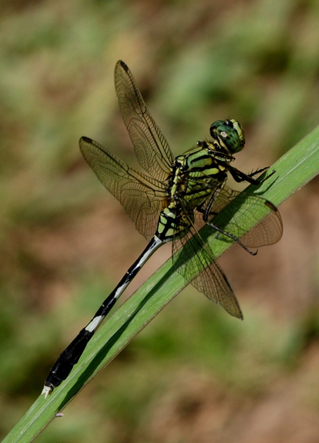 Orthetrum Sabina