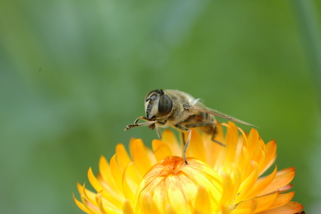 insect op bloem