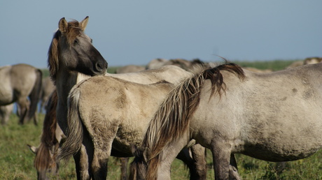 De nieuwe wildernis