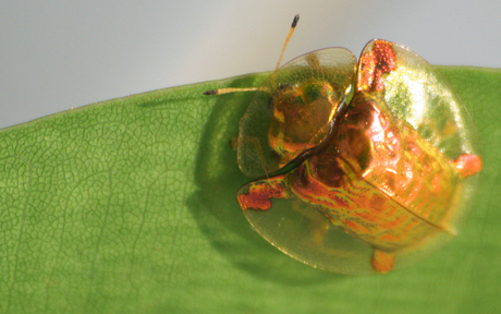 Indonesisch Kevertje