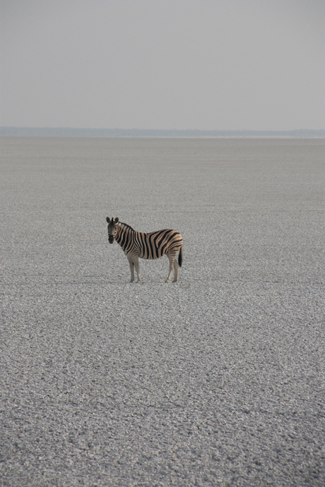 Zebra Etosha