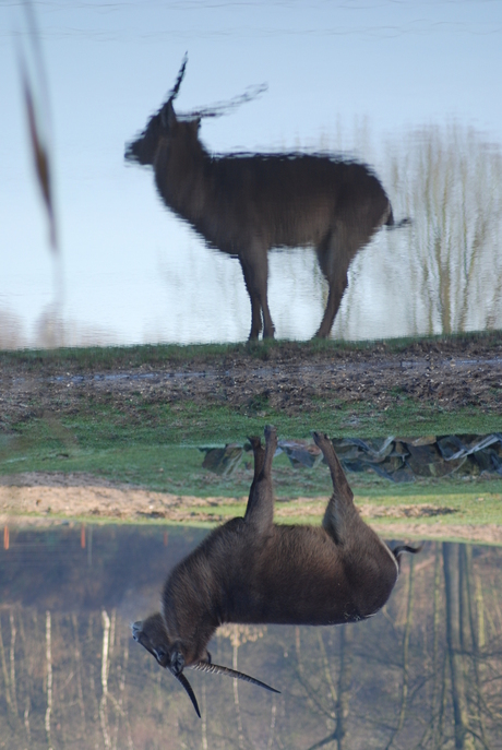 Weerspiegeling